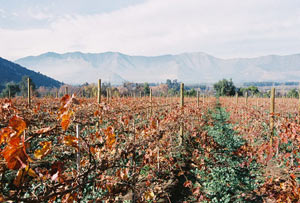 vineyard